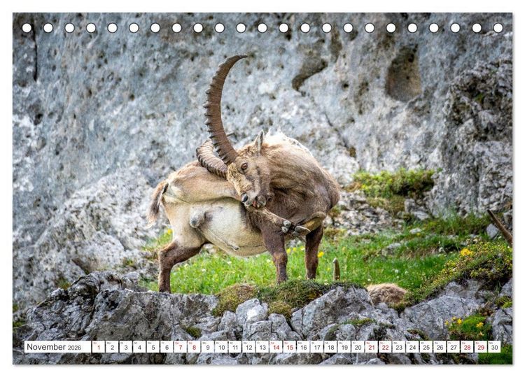 Produktbild: Steinb&ouml;cke - Majest&auml;tische Tiere der Alpen (Tischkalender 2026 DIN A5 quer), CALVENDO Monatskalender
