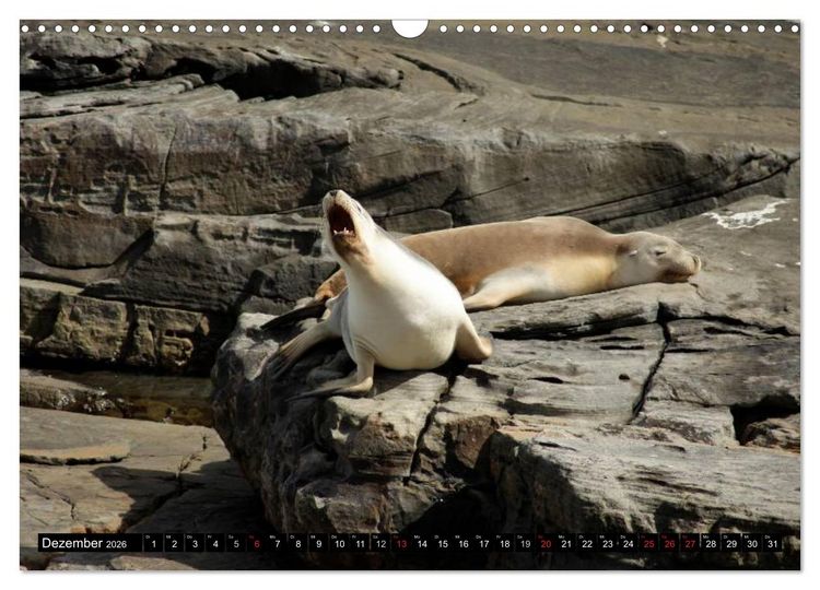 Produktbild: Die Tierwelt in Australien (Wandkalender 2026 DIN A3 quer), CALVENDO Monatskalender