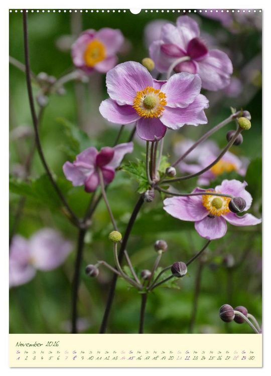 Produktbild: Bl&uuml;tenzauber im Garten (hochwertiger Premium Wandkalender 2026 DIN A2 hoch), Kunstdruck in Hochglanz