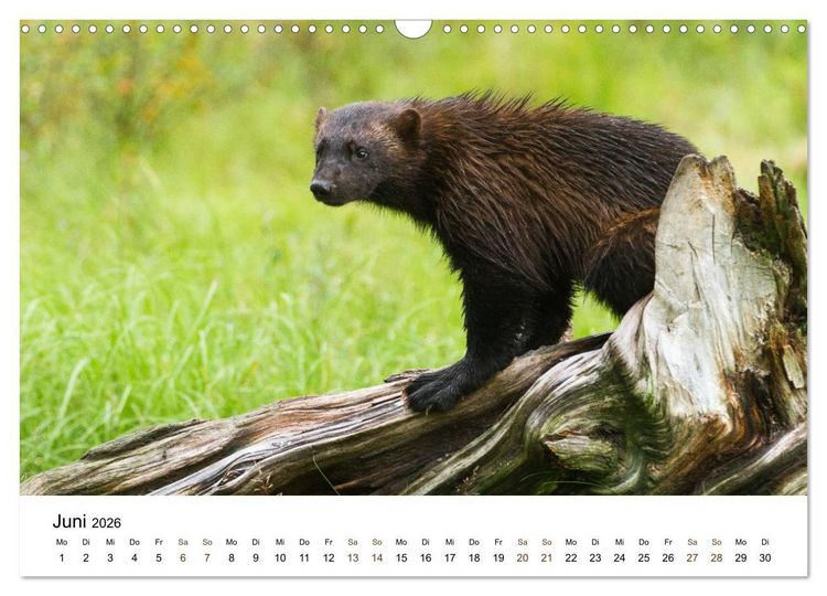 Produktbild: Finnland: eine tierische Entdeckungsreise (Wandkalender 2026 DIN A3 quer), CALVENDO Monatskalender