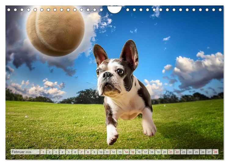 Produktbild: Bullys in Action - Franz&ouml;sische Bulldoggen lieben B&auml;lle (Wandkalender 2026 DIN A4 quer), CALVENDO Monatskalender