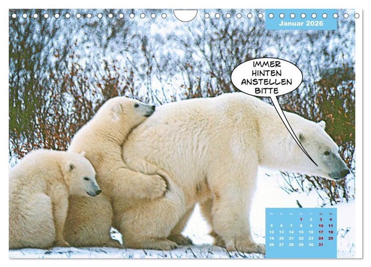 Produktbild: Lustige Eisb&auml;ren (Wandkalender 2026 DIN A4 quer), CALVENDO Monatskalender