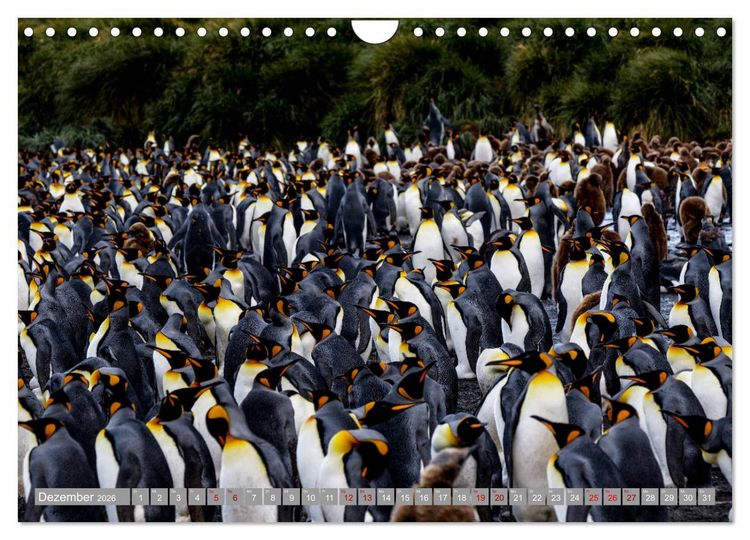 Produktbild: Einfach liebenswert diese Pinguine (Wandkalender 2026 DIN A4 quer), CALVENDO Monatskalender