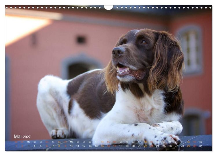 Produktbild: Faszination Jagdhund - Kleiner M&uuml;nsterl&auml;nder (Wandkalender 2027 DIN A3 quer), CALVENDO Monatskalender