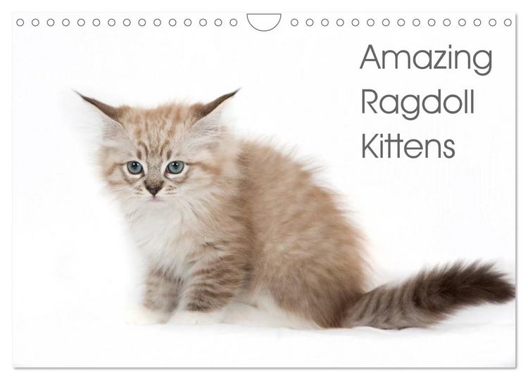 Produktbild: Amazing Ragdoll Kittens (Wall Calendar 2026 DIN A4 landscape), CALVENDO 12 Month Wall Calendar