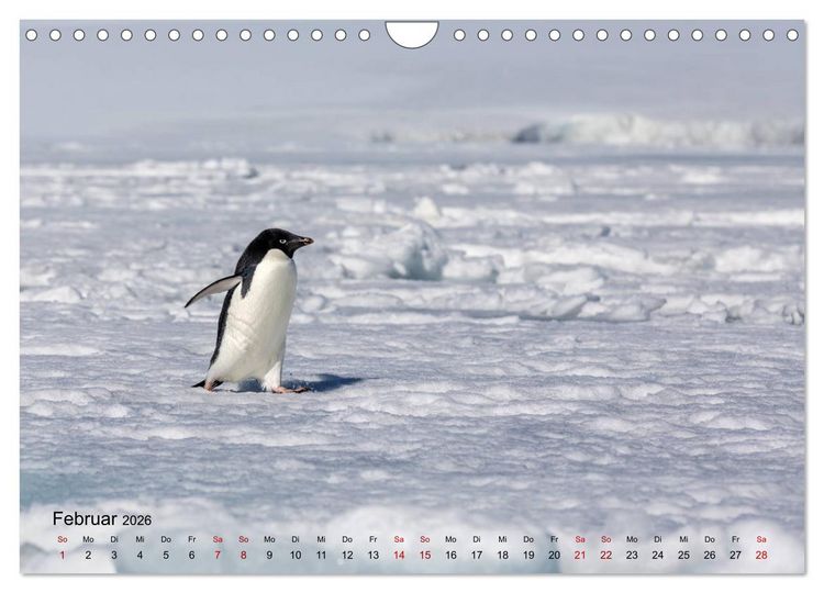 Produktbild: Antarktis, die eisige Heimat der Pinguine (Wandkalender 2026 DIN A4 quer), CALVENDO Monatskalender