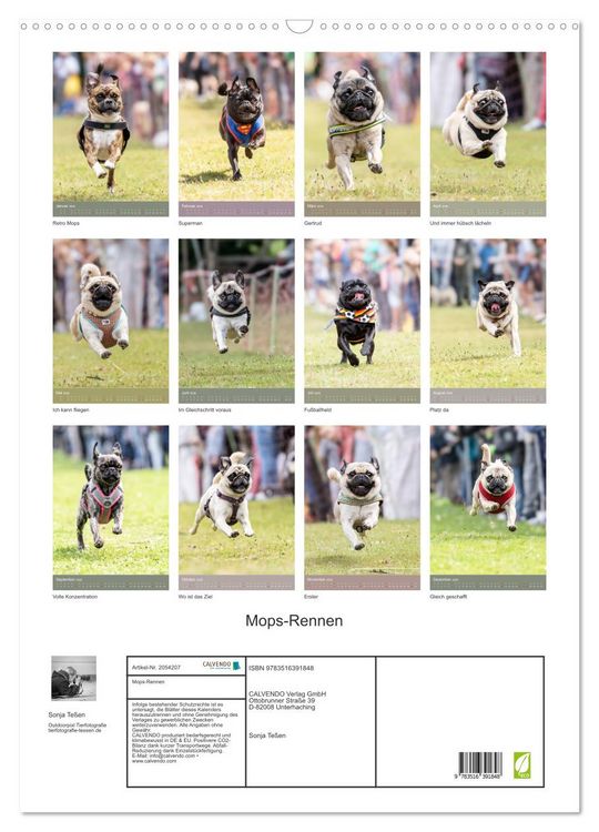 Produktbild: Mops-Rennen (Wandkalender 2026 DIN A2 hoch), CALVENDO Monatskalender