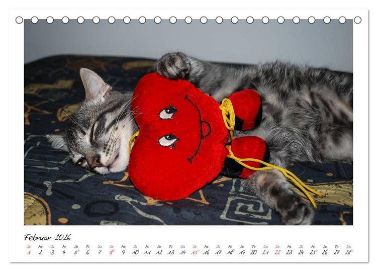 Produktbild: Die Launen der Katzen 2026 (Tischkalender 2026 DIN A5 quer), CALVENDO Monatskalender