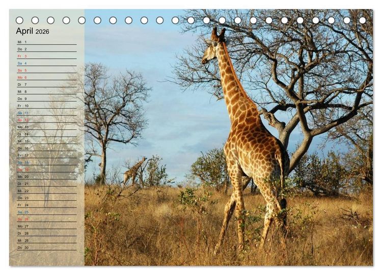 Produktbild: S&uuml;d Afrika - vom Kr&uuml;ger Nationalpark bis nach Kapstadt (Tischkalender 2026 DIN A5 quer), CALVENDO Monatskalender