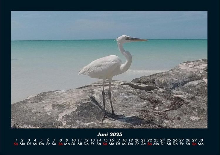 Produktbild: Vogelparadies 2025 Fotokalender DIN A4