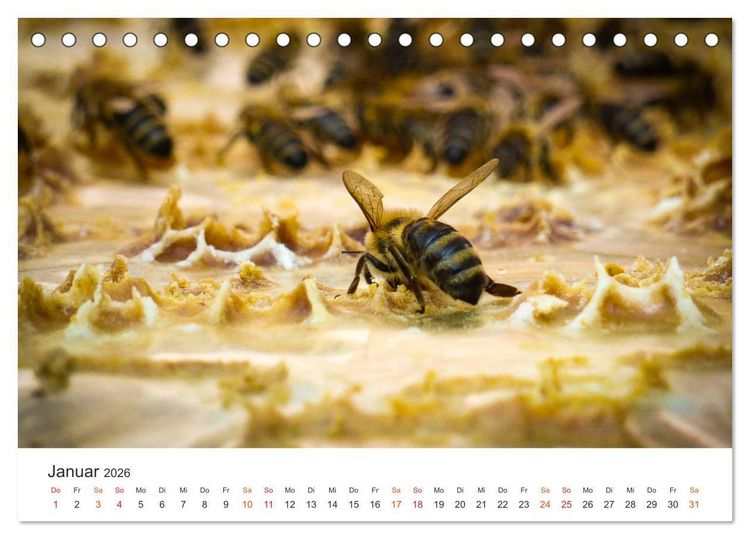 Produktbild: Bienen und Waben (Tischkalender 2026 DIN A5 quer), CALVENDO Monatskalender