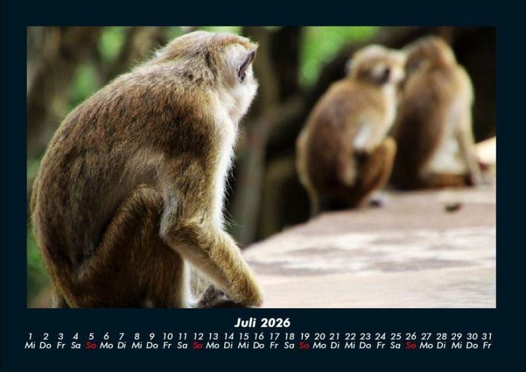 Produktbild: Der Tierkalender 2026 Fotokalender DIN A4