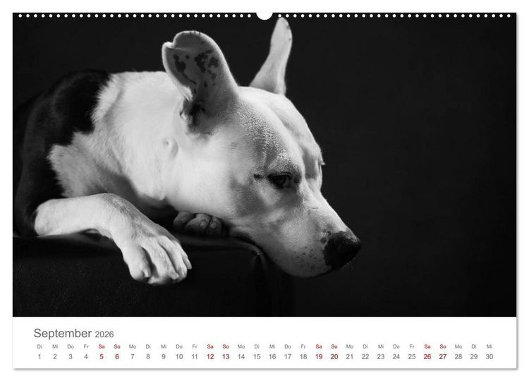 Produktbild: Hundeportraits Fine Art (Wandkalender 2026 DIN A2 quer), CALVENDO Monatskalender