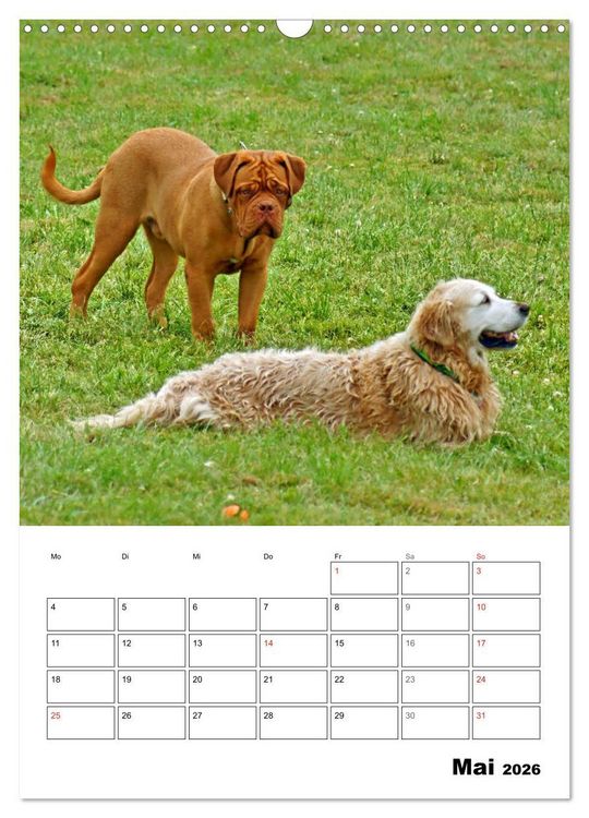Produktbild: Hunde Freunde (Wandkalender 2026 DIN A3 hoch), CALVENDO Monatskalender