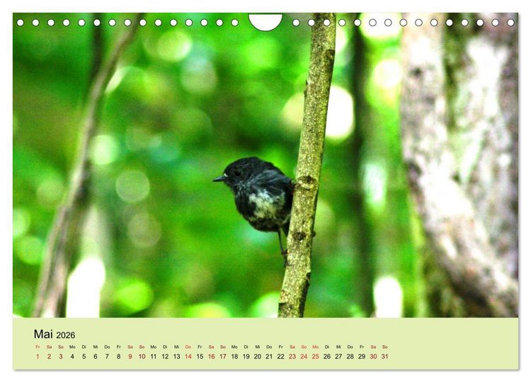 Produktbild: Neuseelands Vogelwelt (Wandkalender 2026 DIN A4 quer), CALVENDO Monatskalender