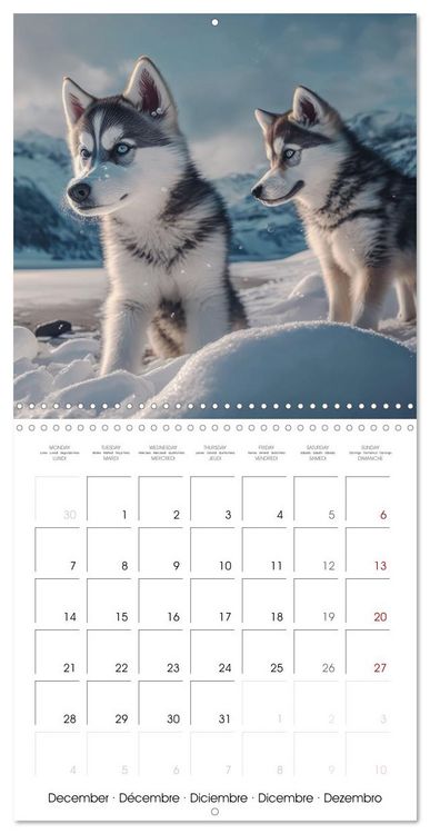 Produktbild: Des huskies adorables (Calendrier mural carr&eacute; 2026 30x30 cm) Calendrier double avec une page pour vos prises de notes