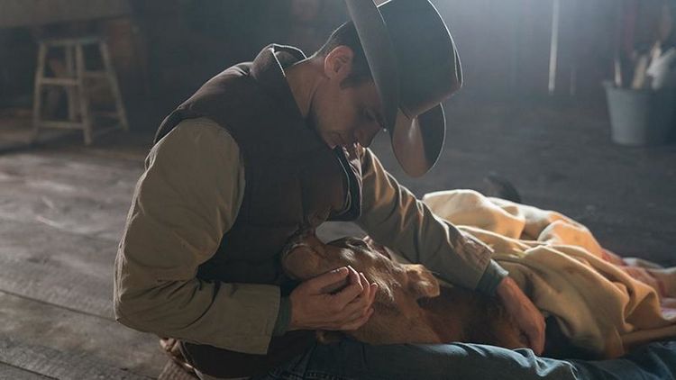Produktbild: Heartland - Paradies f&uuml;r Pferde - Staffel 11.2 [3 DVDs]