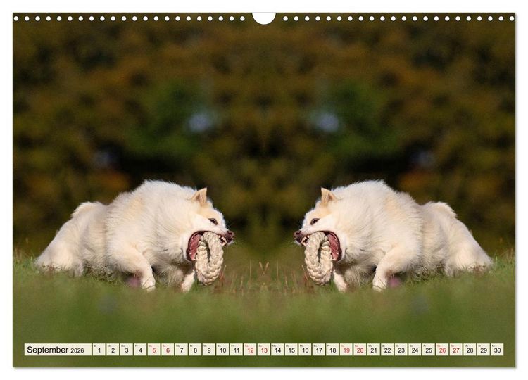 Produktbild: Mit doppelter Power durch das Jahr (Wandkalender 2026 DIN A3 quer), CALVENDO Monatskalender