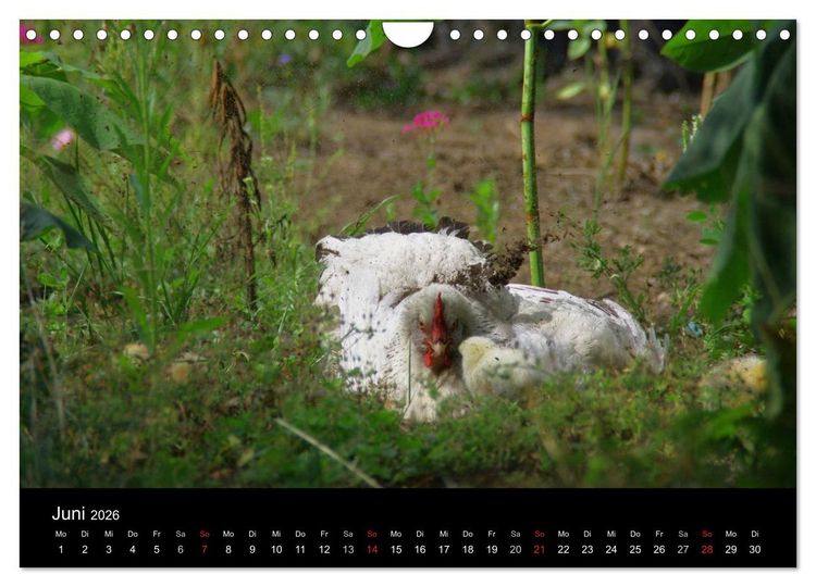 Produktbild: Welt der Tiere (Wandkalender 2026 DIN A4 quer), CALVENDO Monatskalender