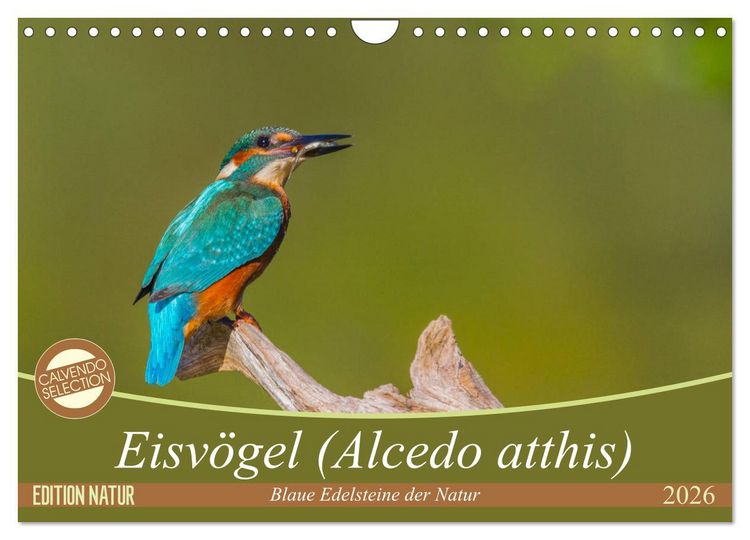 Produktbild: Eisv&ouml;gel (Alcedo atthis) - Edelsteine der Natur (Wandkalender 2026 DIN A4 quer), CALVENDO Monatskalender