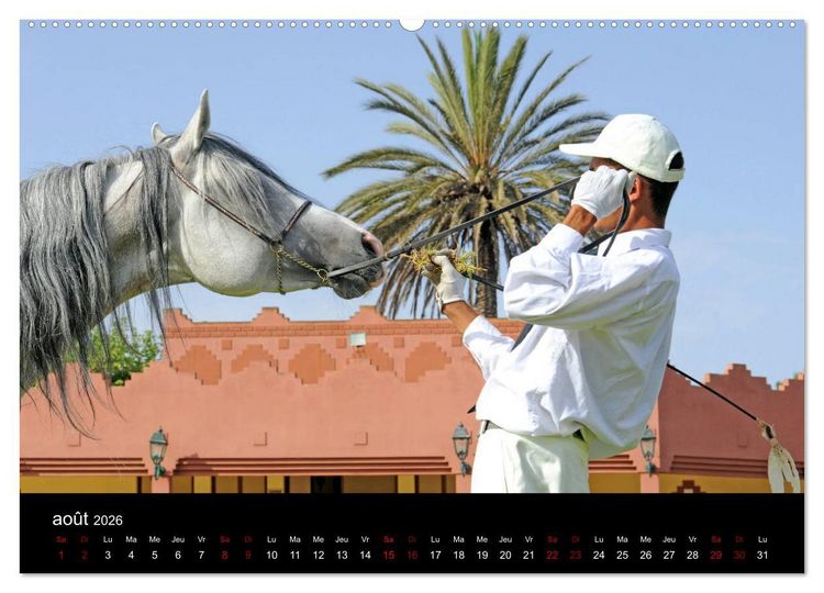 Produktbild: Les chevaux du Maroc (Calendrier mural 2026 DIN A2 vertical) calendrier de bureau