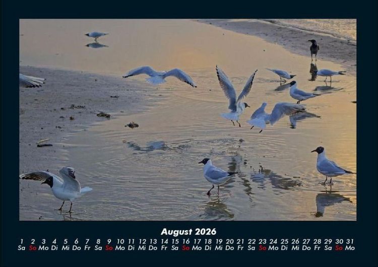 Produktbild: M&ouml;wen 2026 Fotokalender DIN A4