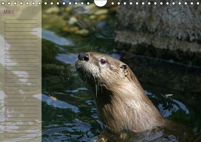 Produktbild: Fischotter Geburtstagskalender (Wandkalender immerw&auml;hrend DIN A4 quer)