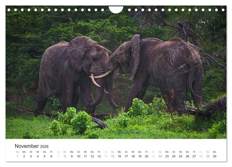 Produktbild: Elefanten - Sanfte Riesen in Afrika (Wandkalender 2026 DIN A4 quer), CALVENDO Monatskalender