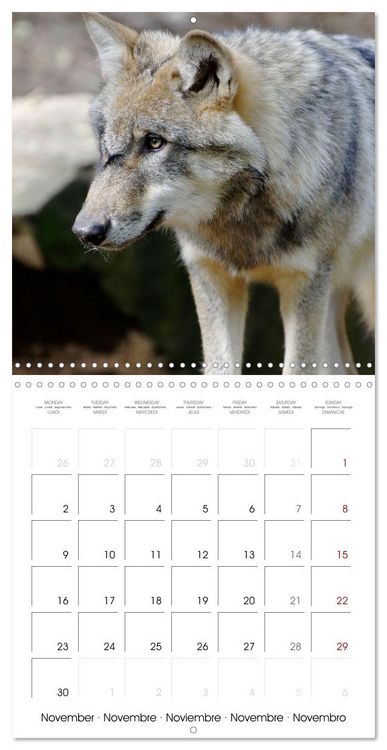 Produktbild: Wolves - fascinating wild animals (Wall Calendar 2026 12 &times; 12 Inch) CALVENDO 12 Month Wall Calendar