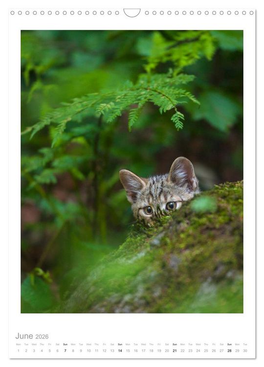 Produktbild: European Wildcats (Wall Calendar 2026 DIN A3 portrait), CALVENDO 12 Month Wall Calendar