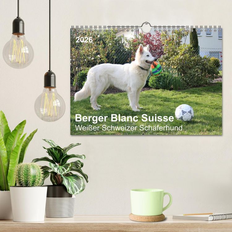 Produktbild: Berger Blanc Suisse - Wei&szlig;er Schweizer Sch&auml;ferhund (Wandkalender 2026 DIN A4 quer), CALVENDO Monatskalender