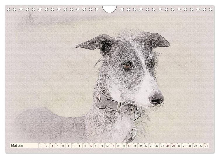 Produktbild: Windhunde 2026 (Wandkalender 2026 DIN A4 quer), CALVENDO Monatskalender
