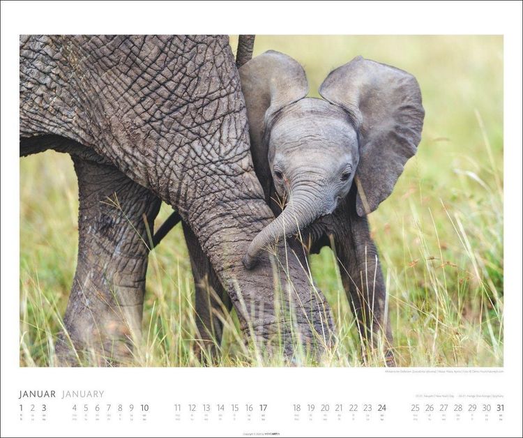 Produktbild: Elefanten Kalender 2027