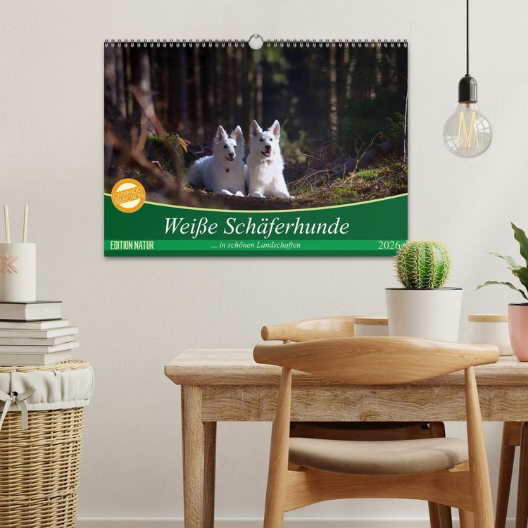 Produktbild: Wei&szlig;e Sch&auml;ferhunde in sch&ouml;nen Landschaften (Wandkalender 2026 DIN A3 quer), CALVENDO Monatskalender