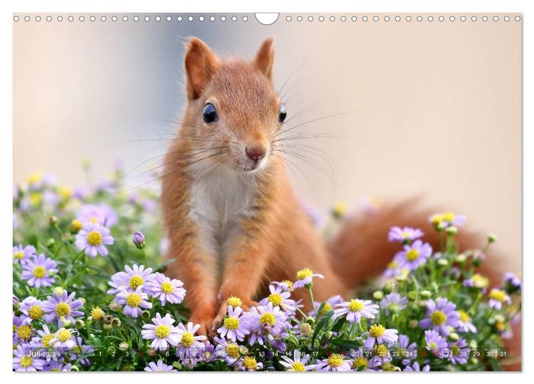 Produktbild: Eichh&ouml;rnchen Momentaufnahmen f&uuml;rs Herz (Wandkalender 2026 DIN A3 quer), CALVENDO Monatskalender