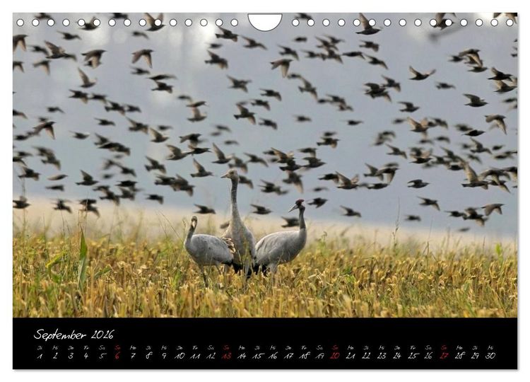 Produktbild: Kraniche - V&ouml;gel des Gl&uuml;cks (Wandkalender 2026 DIN A4 quer), CALVENDO Monatskalender