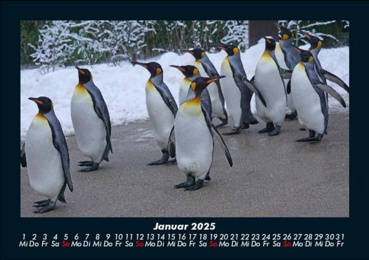 Produktbild: Tiere in der Wildnis 2025 Fotokalender DIN A5