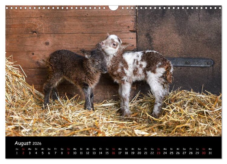 Produktbild: Schafe und L&auml;mmer (Wandkalender 2026 DIN A3 quer), CALVENDO Monatskalender