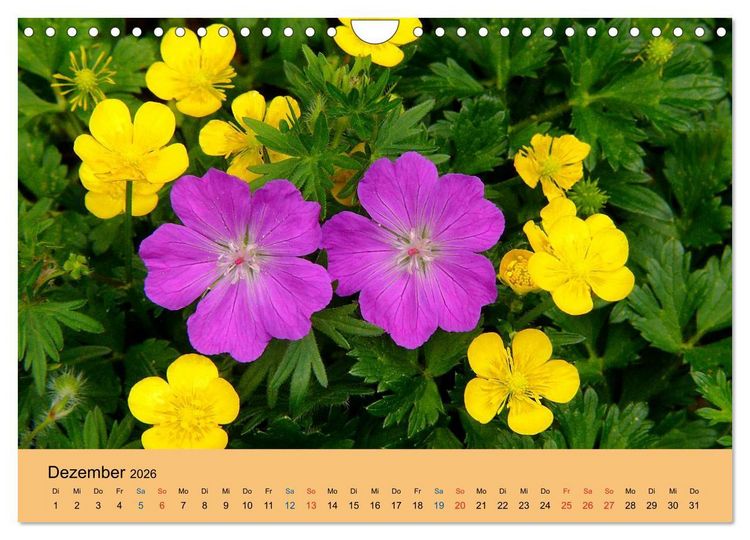 Produktbild: Wildblumen 2026 (Wandkalender 2026 DIN A4 quer), CALVENDO Monatskalender