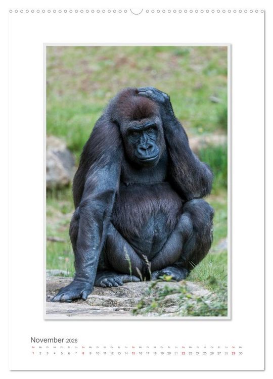 Produktbild: Emotionale Momente: Aus dem Leben der Familie Gorilla. (hochwertiger Premium Wandkalender 2026 DIN A2 hoch), Kunstdruck in Hochglanz