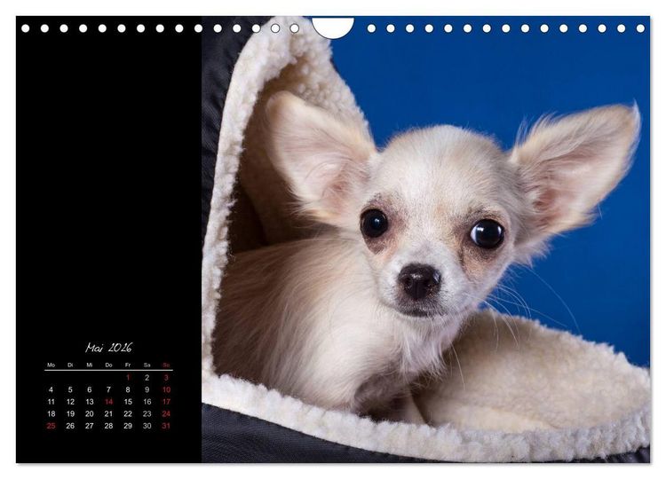 Produktbild: Chihuahua Welpen und Freunde (Wandkalender 2026 DIN A4 quer), CALVENDO Monatskalender