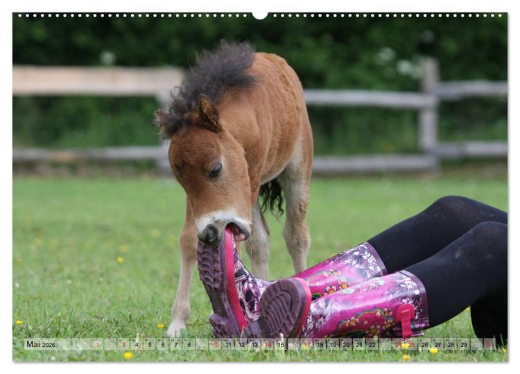 Produktbild: Pferdekinder - Fohlen haben ihren ganz eigenen Charme (hochwertiger Premium Wandkalender 2026 DIN A2 quer), Kunstdruck in Hochglanz