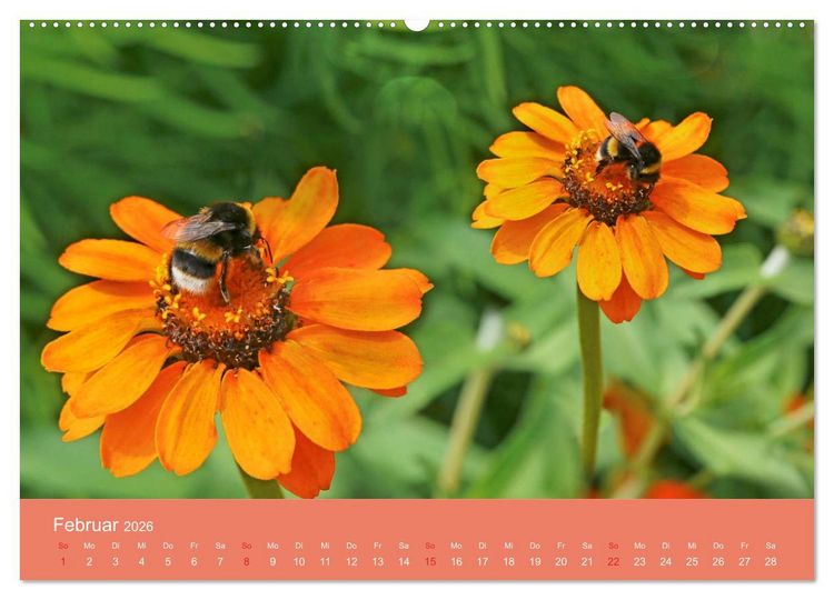 Produktbild: Fauna trifft Flora - Tierischer Besuch im Pflanzenreich (Wandkalender 2026 DIN A2 quer), CALVENDO Monatskalender