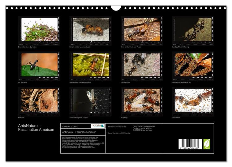 Produktbild: AntsNature - Faszination Ameisen (Wandkalender 2026 DIN A3 quer), CALVENDO Monatskalender