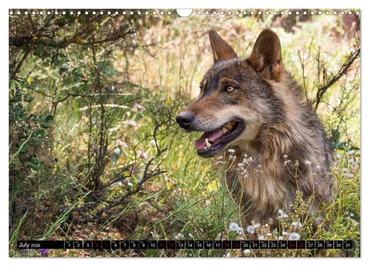 Produktbild: Wolves, Wild Spirits (Wall Calendar 2026 DIN A3 landscape), CALVENDO 12 Month Wall Calendar