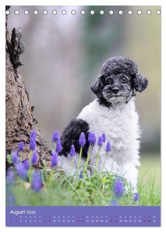Produktbild: Flora Canidae - der Hunde-Bl&uuml;hpflanzen-Kalender (Tischkalender 2026 DIN A5 hoch), CALVENDO Monatskalender