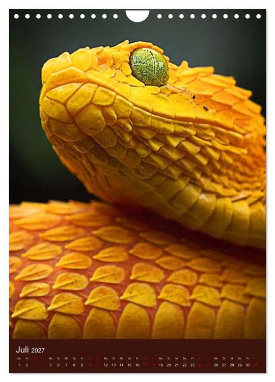 Produktbild: The Power Of Snake (Wandkalender 2027 DIN A4 hoch), CALVENDO Monatskalender