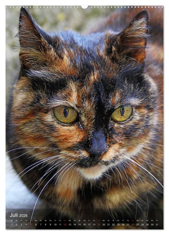 Produktbild: KATZEN AUGEN BLICKE (hochwertiger Premium Wandkalender 2026 DIN A2 hoch), Kunstdruck in Hochglanz