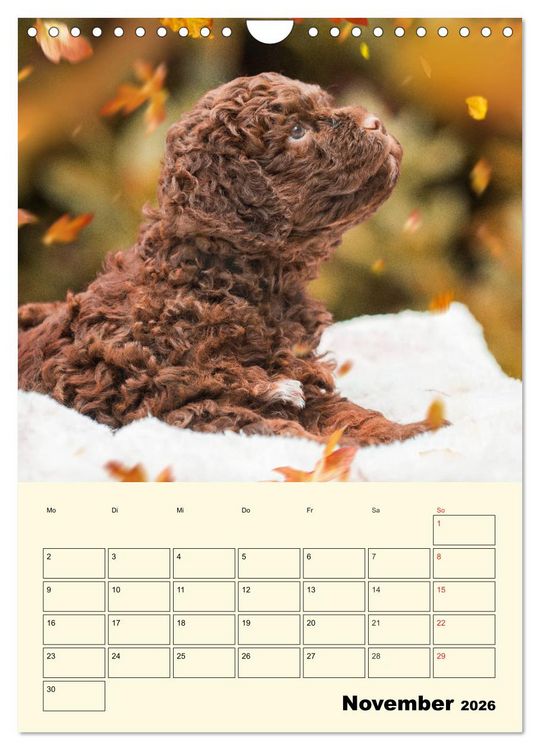 Produktbild: Jahresplaner Lagotto Romagnolo Welpen (Wandkalender 2026 DIN A4 hoch), CALVENDO Monatskalender