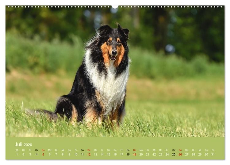 Produktbild: Collies - charmante Herzensbrecher (hochwertiger Premium Wandkalender 2026 DIN A2 quer), Kunstdruck in Hochglanz